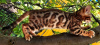Zdjęcie №4. Sprzedam kot bengalski w Знаменка. prywatne ogłoszenie - cena - 4056zł