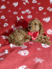 Zdjęcie №3. Sprzedam szczenięta Mini Toy Poodle, czerwono-brązowe, 4 chłopców. Federacja Rosyjska