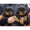 Zdjęcie №1. rottweiler - na sprzedaż w Aachen | 1465zł | Zapowiedź №103860