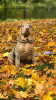 Zdjęcie №1. shar pei - na sprzedaż w Petersburg | 3163zł | Zapowiedź №13374