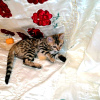 Zdjęcie №2 do zapowiedźy № 10473 na sprzedaż  kot bengalski - wkupić się Federacja Rosyjska od żłobka, hodowca