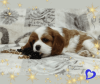 Dodatkowe zdjęcia: Obiecujący chłopiec Cavalier King Charles Spaniel