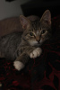 Zdjęcie №3. Kochany 3-miesięczny kociak Stepan w dobrych rękach. Federacja Rosyjska