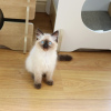 Zdjęcie №3. Sweet Loving Ragdoll Kittens dla Ciebie. USA