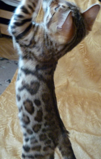 Dodatkowe zdjęcia: Złoty Leopard