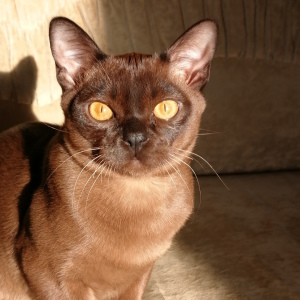 Zdjęcie №1. kot burmski - na sprzedaż w Naberezhnye Chelny | 2420zł | Zapowiedź № 1859