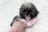 Zdjęcie №1. shih tzu - na sprzedaż w Berlin | 1465zł | Zapowiedź №107505