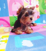 Zdjęcie №4. Sprzedam yorkshire terrier w Tbilisi. prywatne ogłoszenie, od żłobka - cena - 2377zł