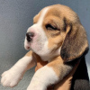 Zdjęcie №1. beagle (rasa psa) - na sprzedaż w Warszawa | negocjowane | Zapowiedź №100259