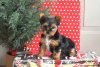 Zdjęcie №1. yorkshire terrier - na sprzedaż w Willingen (Upland) | 1545zł | Zapowiedź №63799