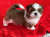 Zdjęcie №1. shih tzu - na sprzedaż w Hendersonville | 1188zł | Zapowiedź №84039