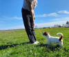 Zdjęcie №3. Jack Russell Terrier w Federacja Rosyjska. Zapowiedź № 63281