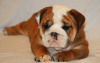 Zdjęcie №3. schöne englische Bulldogge Welpen zur Adopcja. Niemcy