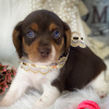 Zdjęcie №2 do zapowiedźy № 45710 na sprzedaż  beagle (rasa psa) - wkupić się Brazylia prywatne ogłoszenie