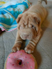 Zdjęcie №1. shar pei - na sprzedaż w Качканар | 1256zł | Zapowiedź №114389