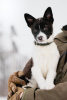 Zdjęcie №1. pies nierasowy - na sprzedaż w Москва | Bezpłatny | Zapowiedź №42113