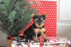 Zdjęcie №4. Sprzedam yorkshire terrier w Essen.  - cena - 1632zł