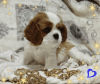 Zdjęcie №4. Sprzedam cavalier king charles spaniel w Mińsk. hodowca - cena - negocjowane