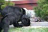 Dodatkowe zdjęcia: Sznaucer średni czarny szczeniaczki rodowód FCI