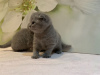 Zdjęcie №3. Sprzedam 2 zdrowe kocięta rasy Scottish Fold w Twojej okolicy. Niemcy