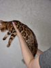 Zdjęcie №2 do zapowiedźy № 11256 na sprzedaż  kot bengalski - wkupić się Białoruś od żłobka, hodowca