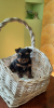 Zdjęcie №1. yorkshire terrier - na sprzedaż w Kijów | 1858zł | Zapowiedź №7539