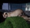 Zdjęcie №1. kot bengalski - na sprzedaż w Москва | 4690zł | Zapowiedź № 7767