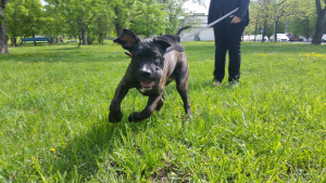 Dodatkowe zdjęcia: szczenięta cane corso