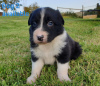 Zdjęcie №3. Urocze szczenięta Border Collie do bezpłatnej adopcji. Niemcy