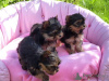 Zdjęcie №1. yorkshire terrier - na sprzedaż w Los Angeles | Bezpłatny | Zapowiedź №84847