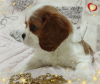 Dodatkowe zdjęcia: OBIECUJĄCA DZIEWCZYNA Cavalier King Charles Spaniel