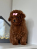 Dodatkowe zdjęcia: Toy Poodle Red Brown TEECUP