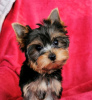 Zdjęcie №1. yorkshire terrier - na sprzedaż w Афины | Bezpłatny | Zapowiedź №123408