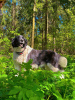 Zdjęcie №2 do zapowiedźy № 103503 na sprzedaż  pies nierasowy - wkupić się Federacja Rosyjska prywatne ogłoszenie
