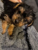 Zdjęcie №1. yorkshire terrier - na sprzedaż w Košice | negocjowane | Zapowiedź №85078