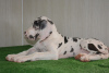 Zdjęcie №2 do zapowiedźy № 34910 na sprzedaż  dog niemiecki - wkupić się Federacja Rosyjska od żłobka, hodowca