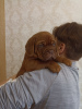 Zdjęcie №2 do zapowiedźy № 37535 na sprzedaż  dog z bordeaux - wkupić się Białoruś od żłobka