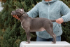 Zdjęcie №2 do zapowiedźy № 85845 na sprzedaż  american bully - wkupić się Federacja Rosyjska hodowca