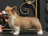 Dodatkowe zdjęcia: szczenięta welsh corgi pembroke od Championa