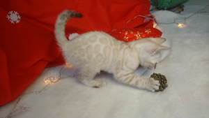 Zdjęcie №2 do zapowiedźy № 4459 na sprzedaż  kot bengalski - wkupić się Federacja Rosyjska od żłobka