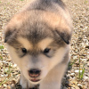 Zdjęcie №3. Piękne szczenięta Alaskan Malamute. Niemcy