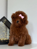 Zdjęcie №3. Toy Poodle Red Brown TEECUP. Republika Czeska