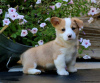 Zdjęcie №1. welsh corgi - na sprzedaż w Афины | 1465zł | Zapowiedź №105686