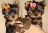 Zdjęcie №1. yorkshire terrier - na sprzedaż w Berlin | 1465zł | Zapowiedź №116804