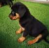 Zdjęcie №1. rottweiler - na sprzedaż w Zagreb | negocjowane | Zapowiedź №116697