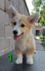 Zdjęcie №2 do zapowiedźy № 54553 na sprzedaż  welsh corgi - wkupić się Serbia hodowca