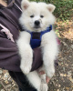 Zdjęcie №3. Niesamowite szczenięta rasy Samoyed. Wielka Brytania