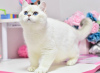 Zdjęcie №4. Sprzedam kot brytyjski krótkowłosy w Dnipro. od żłobka, hodowca - cena - 2575zł
