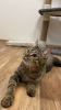 Dodatkowe zdjęcia: Przyjazny i towarzyski kot Jemmik chce zostać pupilem!