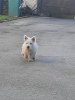 Zdjęcie №4. Sprzedam west highland white terrier w Ruma.  - cena - negocjowane